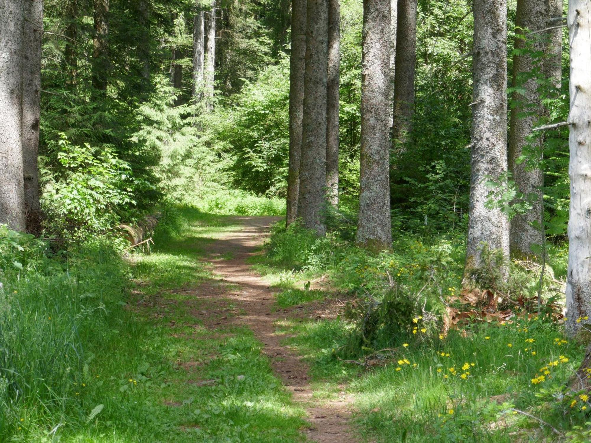 Fewo Furtwangen Buitenkant foto